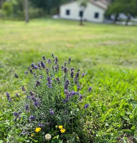 La Casina Di Sandro 招待所